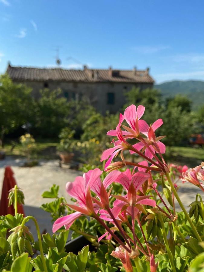 Agriturismo La Via Dell'Oliviera Ciciano ภายนอก รูปภาพ